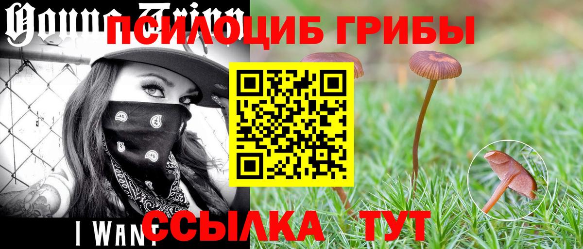 Галлюциногенные грибы Psilocybe Волгодонск